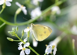 Motyl, Biały, Kwiat