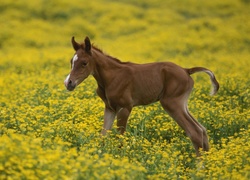 Konik, Arabski, Łąka