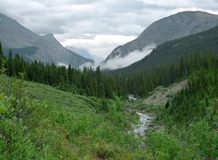 Góry, Las, Krzewy