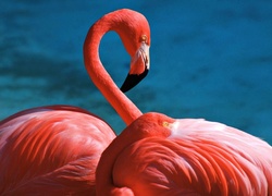 Flamingi