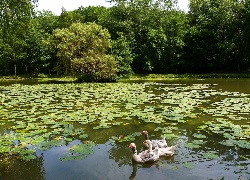 Park, Staw, Gęsi