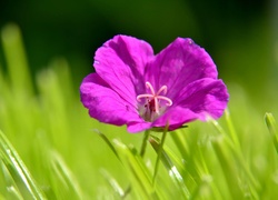 Fioletowy, Kwiat