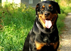 Rottweiler, Język, Obroża, Trawa