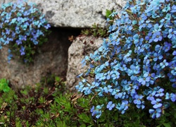Niebieskie, Kwiatki