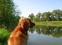 Cocker, Spaniel, Jeziorko