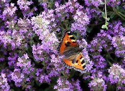 Motyl, Rusałka pokrzywnik, Fioletowe, Kwiatuszki