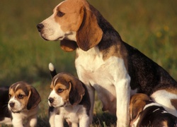 Beagle, Mama, Szczeniaki