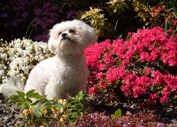 Bichon Frise, Kwiatki