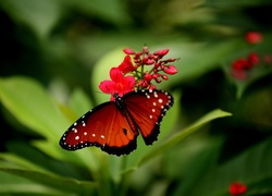 Roślinka, Motyl