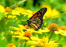 Żółte, Kwiatuszki, Motyl