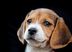 Beagle, Portret