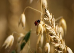 Biedronka, Kłos, Zboża