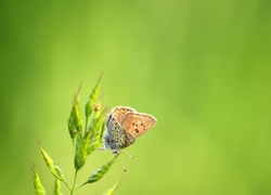 Motyl, Roślina