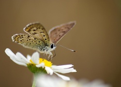 Motyl, Stokrotka