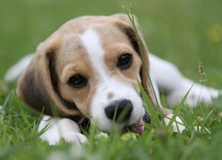 Beagle, Trawa