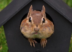 Chipmunk, Karmnik