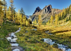 Kanada, Park Narodowy Yoho, Góry, Lasy, Ścieżka, Jesień