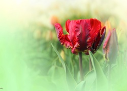 Czerwony, Postrzępiony, Tulipan