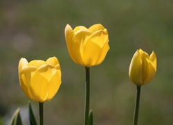 Żółte, Tulipany