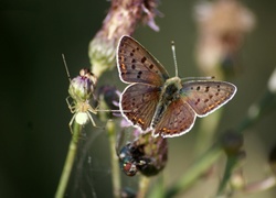 Motyl, Pająk, Kwiat