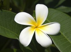 Plumeria