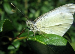 Motyl, Liść