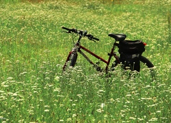 Rower, Łąka, Kwiaty