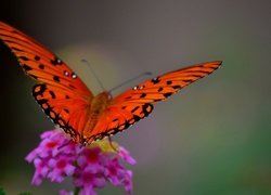 Polny, Kwiatek, Motyl