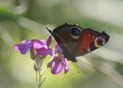 Motyl, Rusałka pawik, Fioletowy, Kwiat