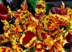 Żółto, Czerwona, Orchidea