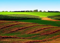 Pola, Skoszona, Łąka, Drzewa, Przebijające, Światło