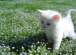 Mały, Biały, Kot turecka angora