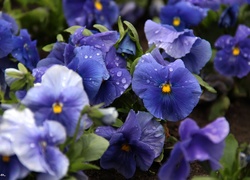 Niebieskie, Kwiaty, Bratki