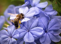 Pszczoła, Fioletowa, Hortensja