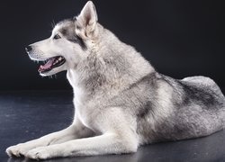 Siberian Husky