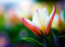 Kolorowy, Tulipan