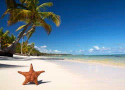 Plaża, Rozgwiazda, Palmy, Tropiki