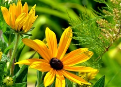 Żółte, Kwiaty, Roślinki