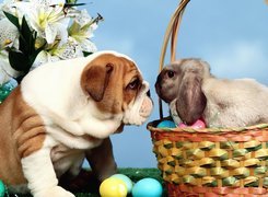 Wielkanoc, Pies, Zajączek, Buldog