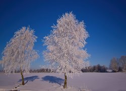 Drzewa, Szadź, Śnieg