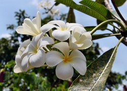 Biała, Plumeria