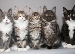 Pięć, Kotków, Maine Coon
