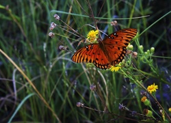 Łąka, Mlecze, Kolorowy, Motyl