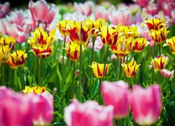 Kolorowe, Tulipany
