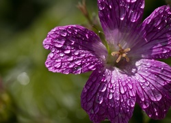 Fioletowa, Petunia, Krople, Deszczu