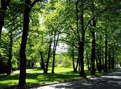 Park, Alejki, Ulica, Przebijające, Światło, Cienie