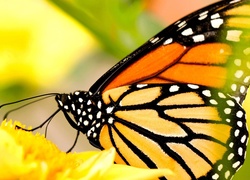 Monarcha, Motyl, Żółty, Kwiat