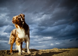 Owczarek australijski-australian shepherd