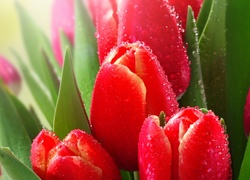 Czerwone, Tulipany, Rosa