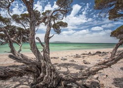 Morze, Plaża, Drzewo